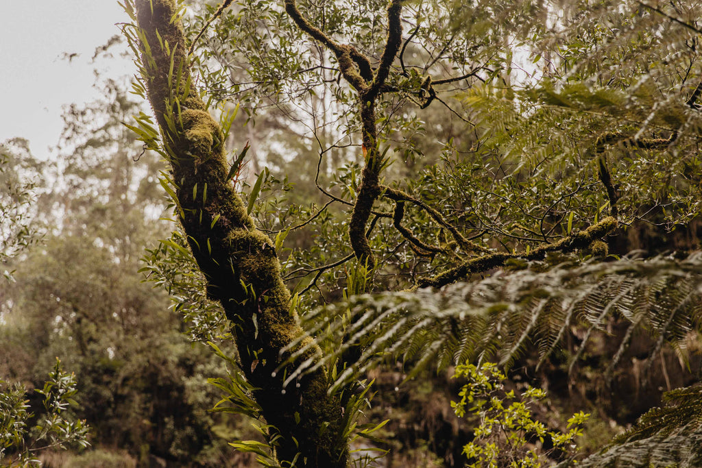 How to Live More Sustainably in 2021