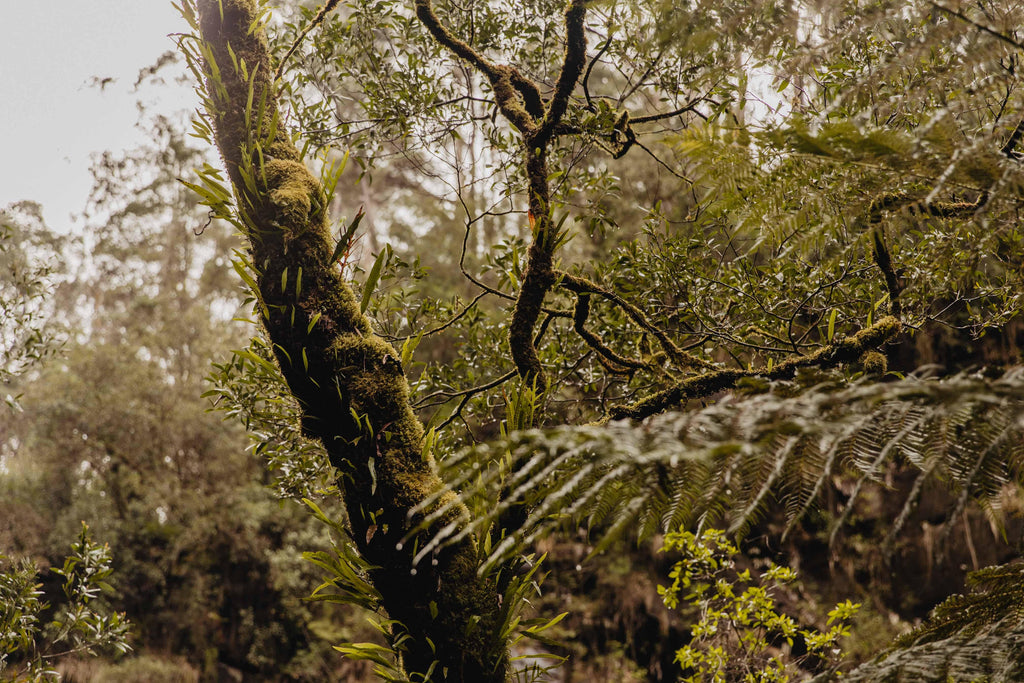 Close-up of moss-covered tree trunk and green foliage in dense forest with soft natural light