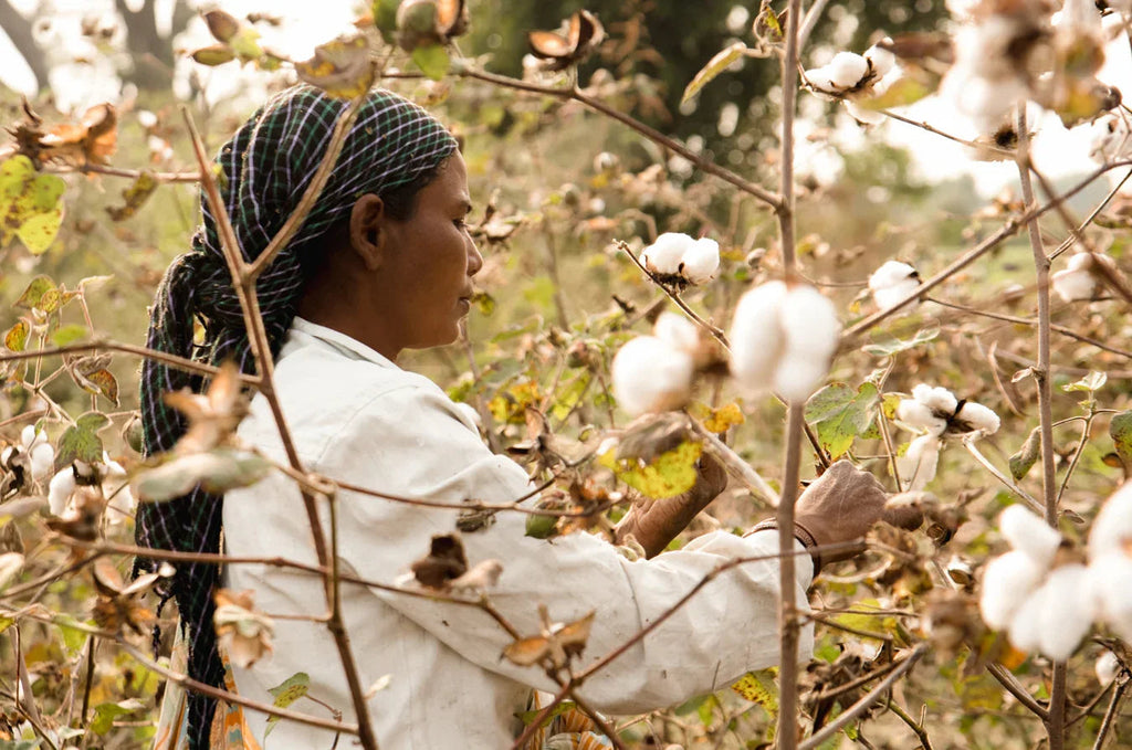 Woman in headscarf handpicking organic cotton in sunlit cotton field